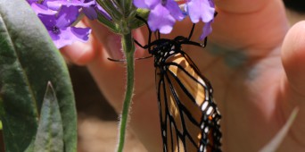 Students at SSA participate in the opening of C.S. Mott Children's Hospital butterfly garden for patients